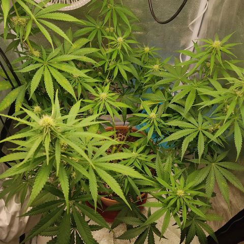 Speedy Chile growlog timeline photo