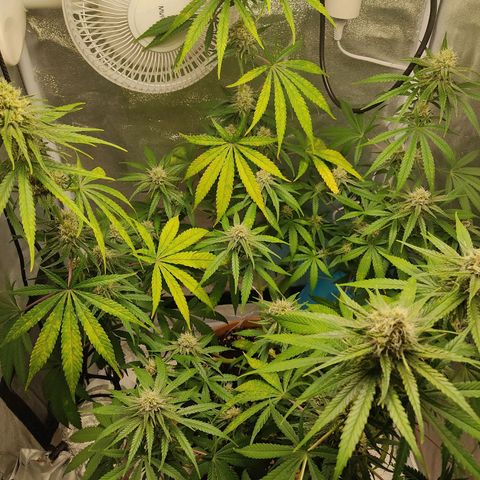 Speedy Chile growlog timeline photo
