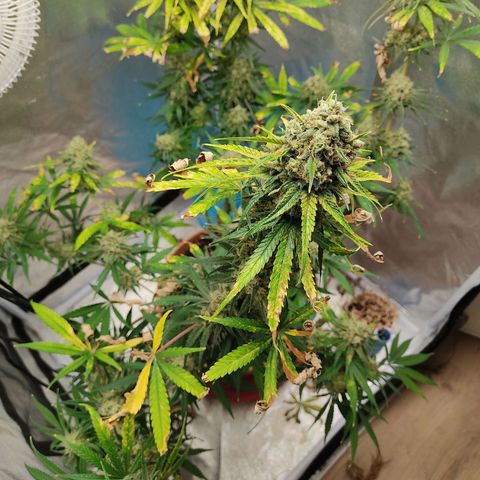 Speedy Chile growlog timeline photo