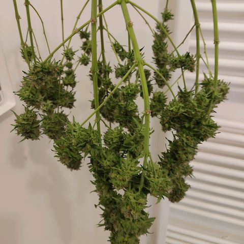 Speedy Chile growlog timeline photo