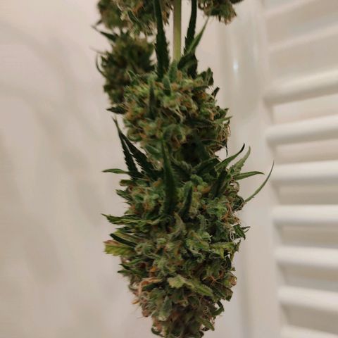 Speedy Chile growlog timeline photo