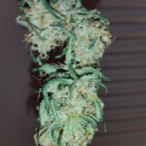 Speedy Chile growlog timeline photo