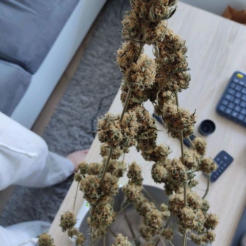 Speedy Chile growlog timeline photo