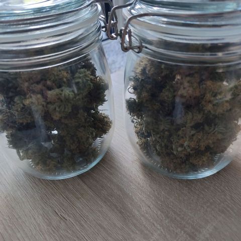 Speedy Chile growlog timeline photo