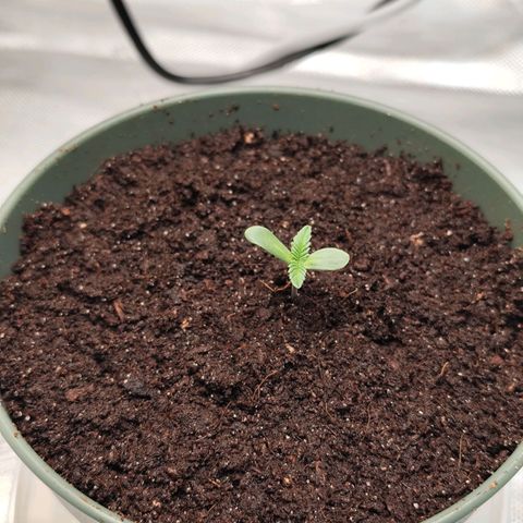 Madeleine growlog photo: Umgetopft in 1L Plastiktopf