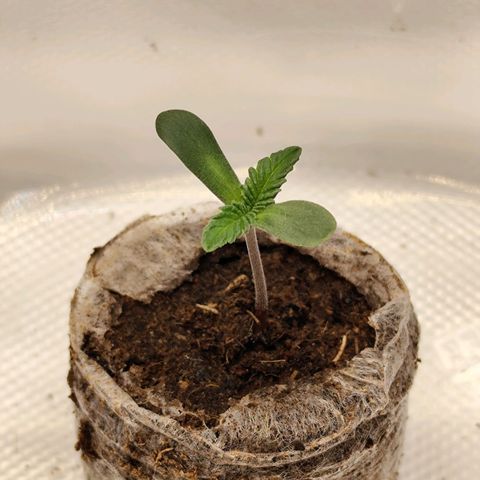 Madeleine growlog photo: Umgetopft in 1L Plastiktopf