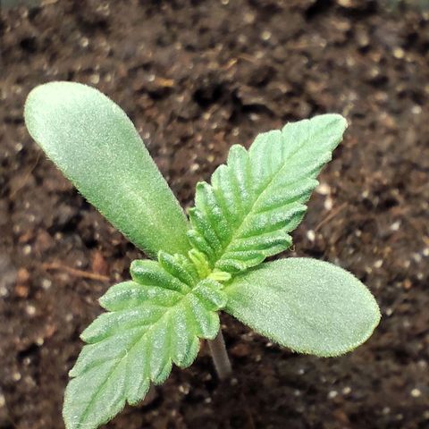 Madeleine growlog timeline photo