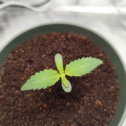 Madeleine growlog timeline photo