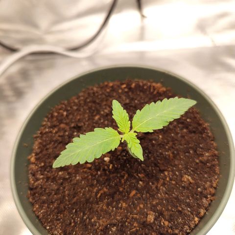 Madeleine growlog timeline photo