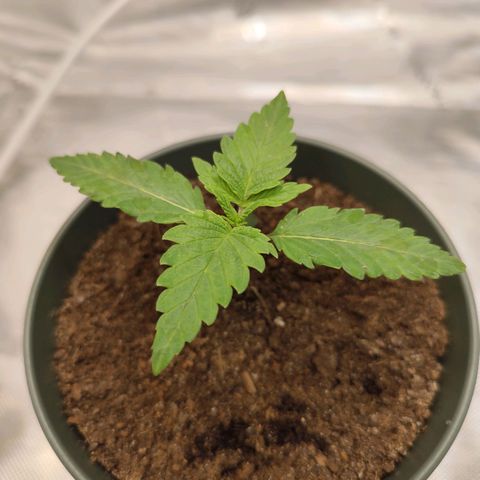 Madeleine growlog timeline photo