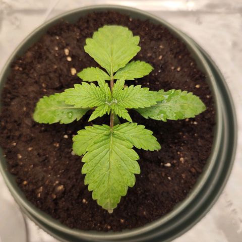 Madeleine growlog timeline photo