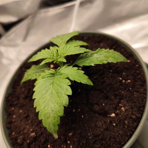 Madeleine growlog timeline photo