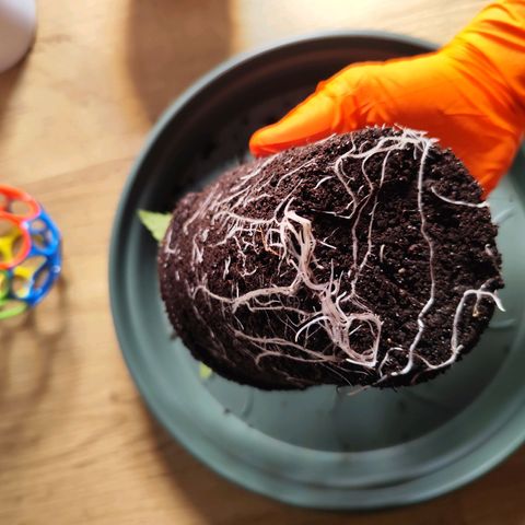 Madeleine growlog timeline photo