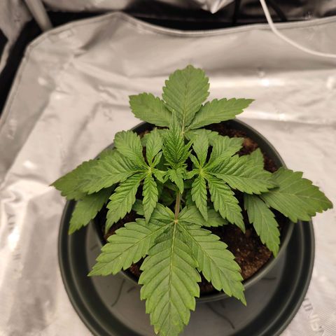 Madeleine growlog timeline photo