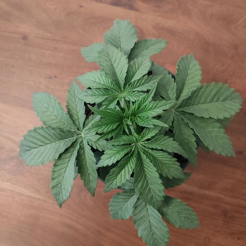 Madeleine growlog timeline photo