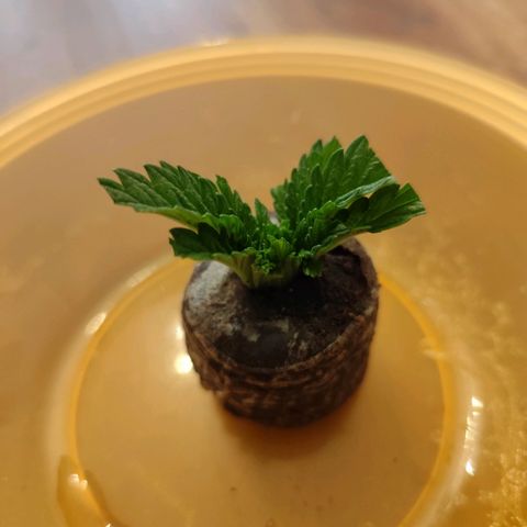 Madeleine growlog timeline photo