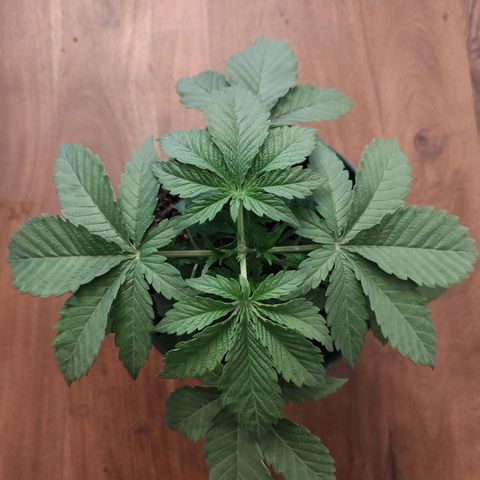 Madeleine growlog timeline photo
