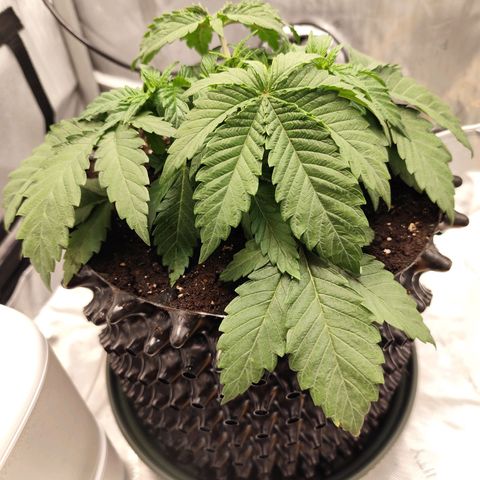 Madeleine growlog timeline photo