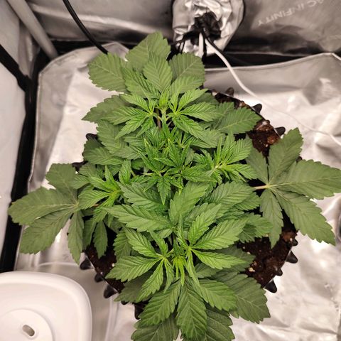 Madeleine growlog timeline photo