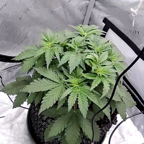 Madeleine growlog timeline photo