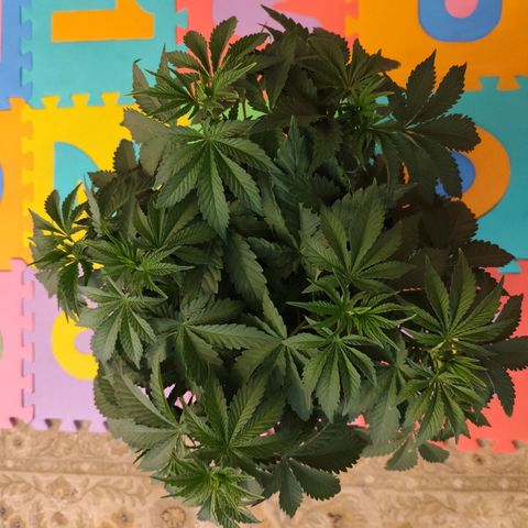 Madeleine growlog timeline photo