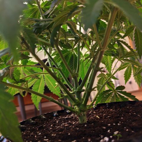 Madeleine growlog timeline photo