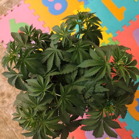 Madeleine growlog timeline photo