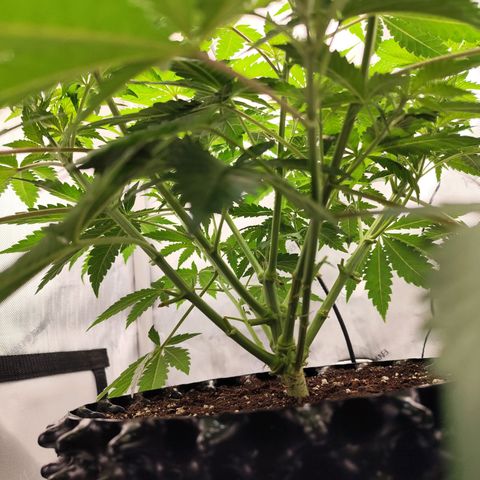 Madeleine growlog timeline photo