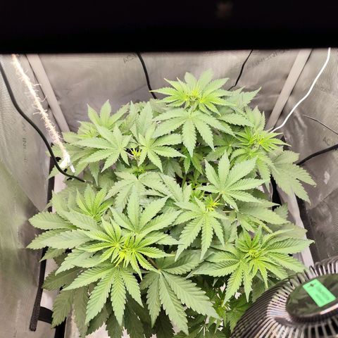 Madeleine growlog timeline photo