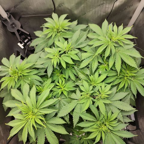 Madeleine growlog photo: Morgen ist die Blüte dran