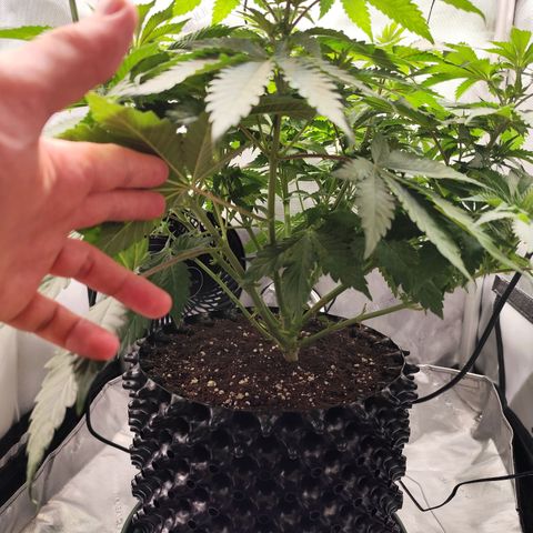 Madeleine growlog timeline photo