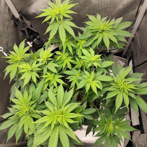 Madeleine growlog timeline photo