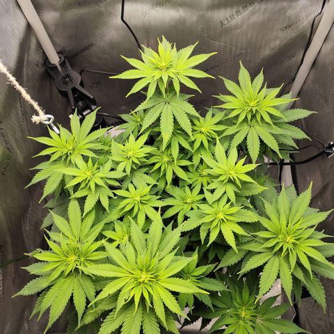 Madeleine growlog timeline photo