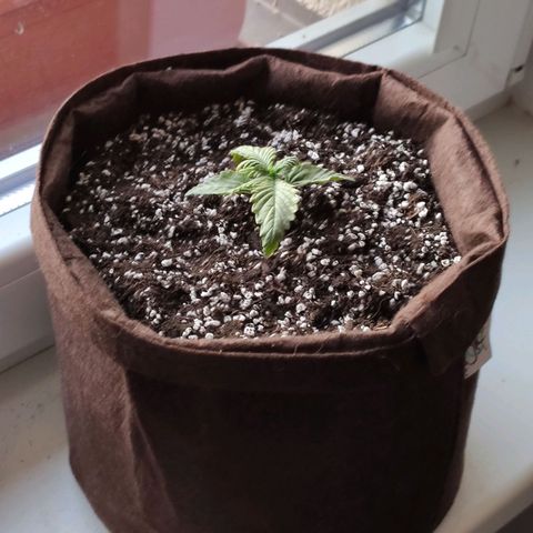 experiment#1 growlog timeline photo