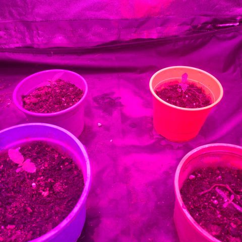 Amnesia growlog timeline photo