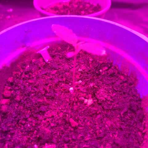 Amnesia growlog timeline photo
