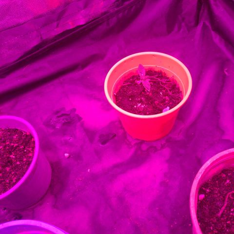 Amnesia growlog timeline photo