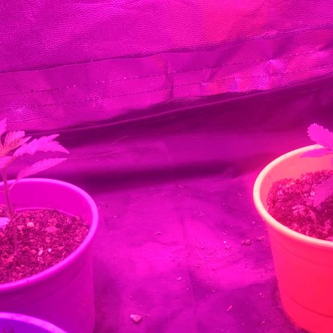 Amnesia growlog photo: Una semana de vege
