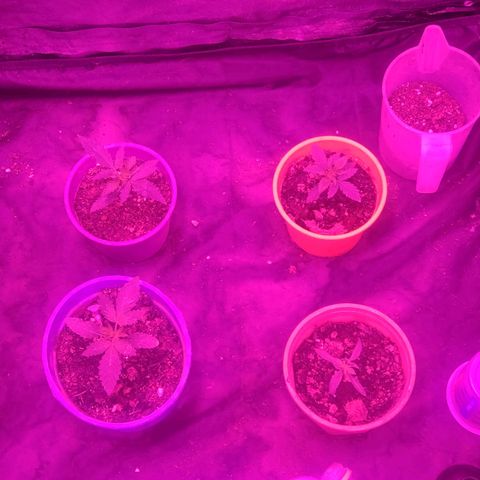 Amnesia growlog photo: Una semana de vege