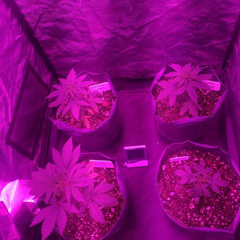 Amnesia growlog photo: Maceta de 12L