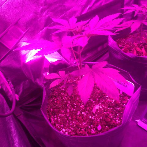 Amnesia growlog timeline photo