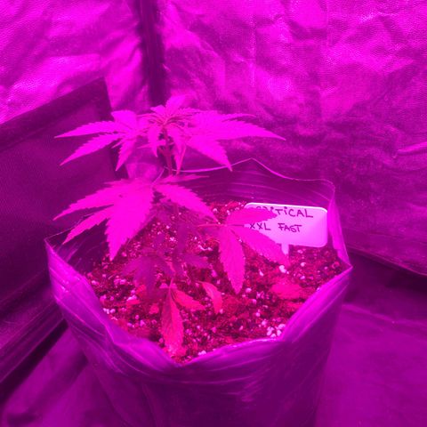 BCN Critical XXL Fast growlog timeline photo