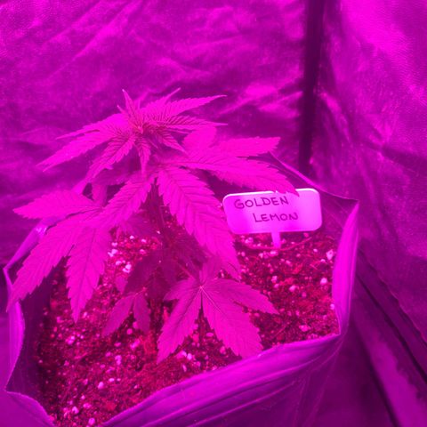 Golden Lemons growlog timeline photo