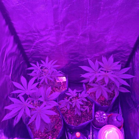 Amnesia growlog photo: Día 2 de flora 