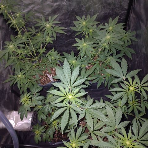 Amnesia growlog photo: Día 25 de flora
