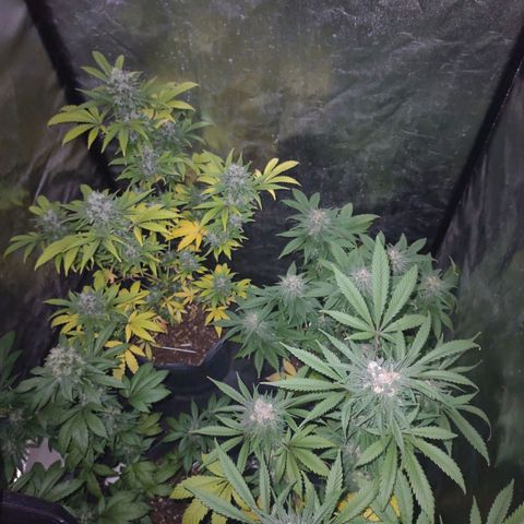 Amnesia growlog photo: Día 60 de flora 