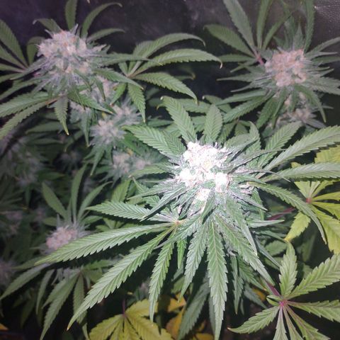 Amnesia growlog timeline photo