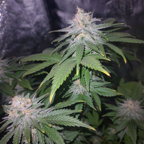 Golden Lemons growlog timeline photo
