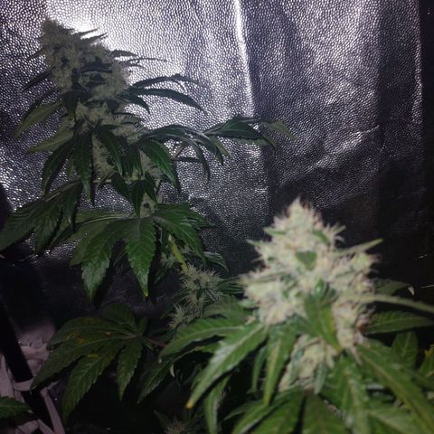 Gelato #420 growlog timeline photo