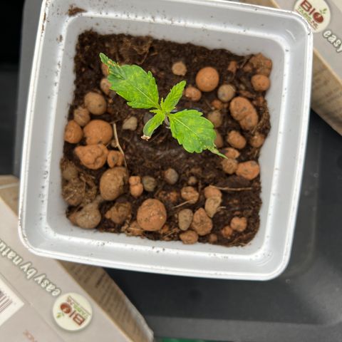 White domina  growlog photo: Photo du jour 